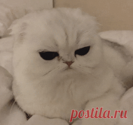 Невероятные глазища