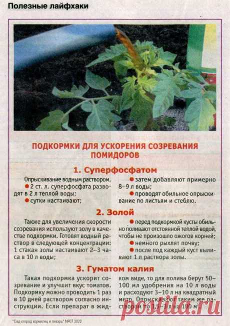 Подкормки для ускорения созревания помидоров