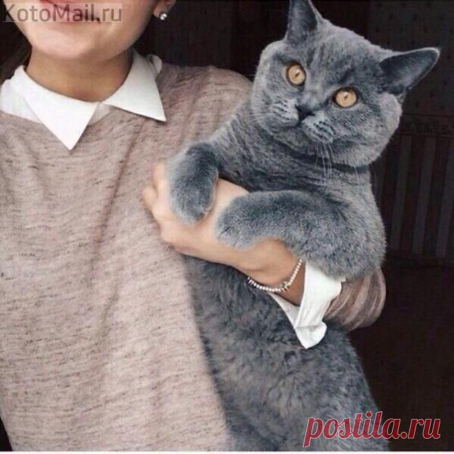 А это дорогой, мой кот... он будет жить с нами