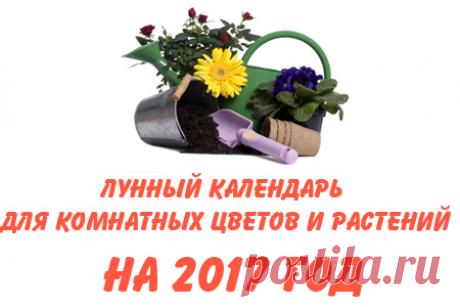 Лунный календарь для комнатных цветов на 2017 год - Простые рецепты - женский сайт