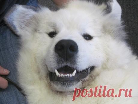 Пиренейская горная собака | Чёрт побери Я люблю животных. Люблю кошек и собак. Но мне нравятся не все кошки и собаки. Ну не могу я с душой относиться к лысым кошкам и дрожащим на тоненьких ножках собакам. Что то типа бультереров и бульдогов тоже обойду стороной. По мне бы вот овчарка, лайка и что то подобное. Или вот например то, что под катом ... Большая пиренейская горная собака — это удивительной красоты животное, имеющее впечатляющие размеры, оригинальный экстерьер, ве...