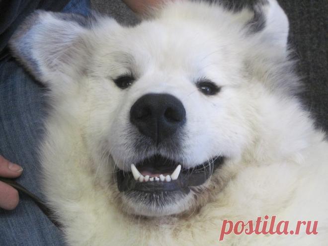 Пиренейская горная собака | Чёрт побери Я люблю животных. Люблю кошек и собак. Но мне нравятся не все кошки и собаки. Ну не могу я с душой относиться к лысым кошкам и дрожащим на тоненьких ножках собакам. Что то типа бультереров и бульдогов тоже обойду стороной. По мне бы вот овчарка, лайка и что то подобное. Или вот например то, что под катом ... Большая пиренейская горная собака — это удивительной красоты животное, имеющее впечатляющие размеры, оригинальный экстерьер, ве...