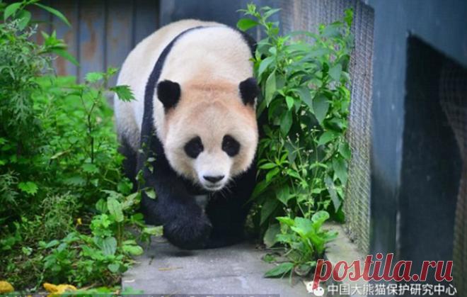 Панда в китайском зоопарке родила двойняшек в прямом эфире