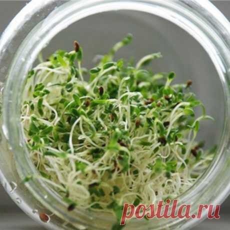 Проростки клевера - ценнейший продукт для вашего здоровья!
