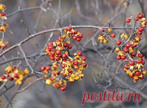 Лиана для озеленения ограды — выращиваем с осторожностью — 6 соток