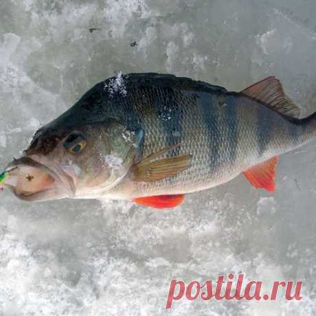 Окунь на обширных отмелях