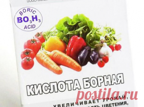 Чем опрыскать огурцы для завязи: народные средства и не только