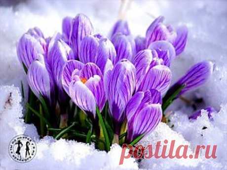 ..Для тех, кто ждет Весну... Уже совсем Скоро..