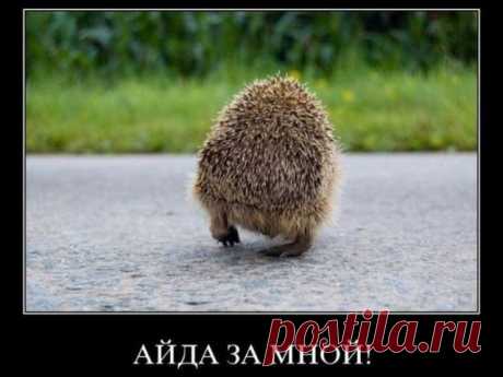 Смешные демотиваторы - приколы / Приколы
