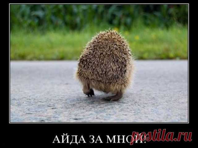 Смешные демотиваторы - приколы / Приколы