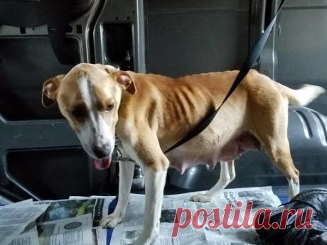 Ее оставили на привязи без воды и еды с 8 щенками на 2 недели