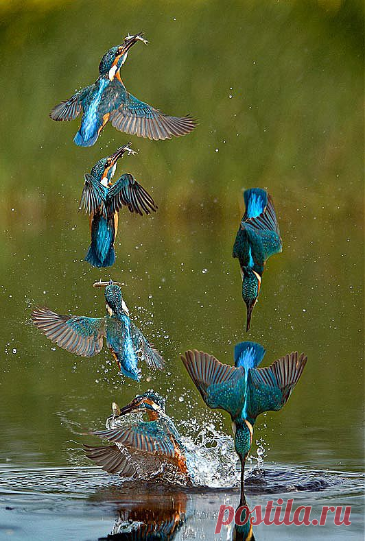 Majestic kingfisher enjoys taking a dip at Elstow, Bedford | The Sun |News
