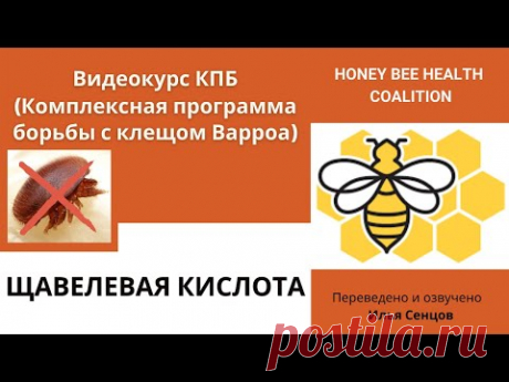 Как и когда применять щавелевую кислоту для борьбы с клещем Варроа? (КПБ)