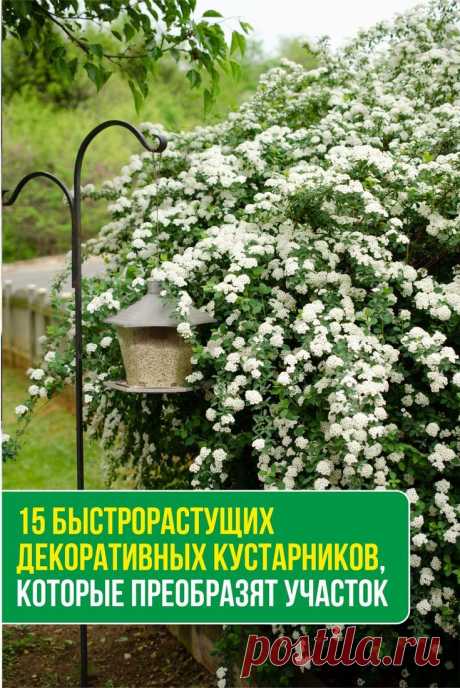 15 быстрорастущих декоративных кустарников, которые преобразят участок | Landscape projects, All about plants, Plants