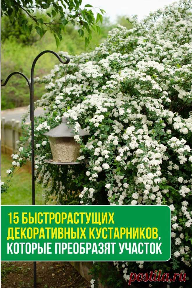 15 быстрорастущих декоративных кустарников, которые преобразят участок | Landscape projects, All about plants, Plants