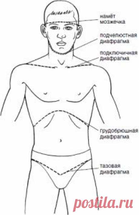 7 ДИАФРАГМ ТЕЛА. 

Диафрагма тела подобна плотине. Мы привыкли рассматривать диафрагму как не парную широкую мышцу, разделяющая грудную и брюшную полости, служащая для расширения лёгких. 

Но с точки зрения биомеханики их значительно больше - диафрагма турецкого седла, тазовая, грудобрюшная, мочеполовая, подключичная, подчелюстная и намёт мозжечка. 
Давайте сравним тело с бочкой… Например, для хранения вина. 

Она состоит из деревяшек и обручей. Вот эти деревяшки – это наш...