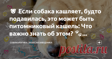 🐶 Если собака кашляет, будто подавилась, это может быть питомниковый кашель: Что важно знать об этом? 🐾 Причины, симптомы и лечение Статья автора «Собакологика.