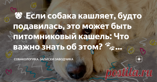 🐶 Если собака кашляет, будто подавилась, это может быть питомниковый кашель: Что важно знать об этом? 🐾 Причины, симптомы и лечение Статья автора «Собакологика.