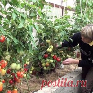 Как лучше выращивать самые вкусные помидоры в теплице?