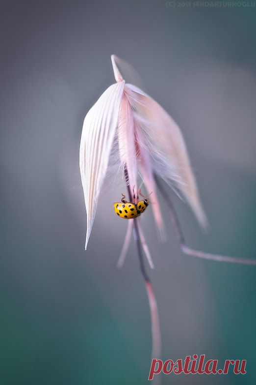 Фото в Google+