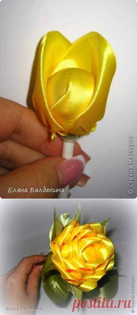 желтая роза