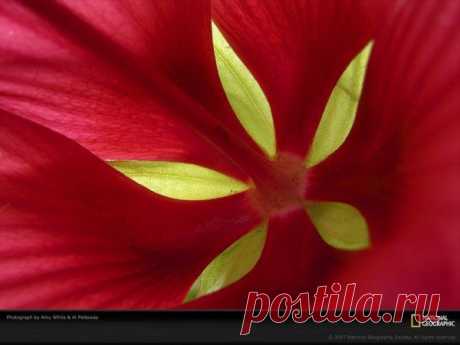 Природный узор / Я - суперпупер