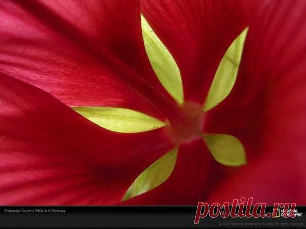 Природный узор / Я - суперпупер