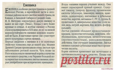 Ежевика