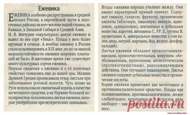 Ежевика