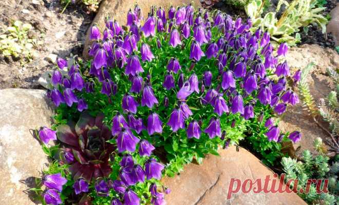 Многолетний садовый цветок Колокольчик (Campanula). Многолетнее, двулетнее или однолетнее травянистое растение высотой 70-100 см. Цветки колокольчатые, реже открытые до колесовидных, белые, голубые, синие, фиолетовые, розовые; иногда одиночные, но чаще собраны в метельчатые соцветия. Цветет с июня по сентябрь.

Основные виды.
Из многолетников в культуре встречаются: к.персиколистный (K.persicifolia) - высота 50-90 см, листья узкие, темно-зеленые, собраны в густые розетки.