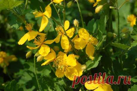 Чистотел: полезные свойства и применение / Будьте здоровы