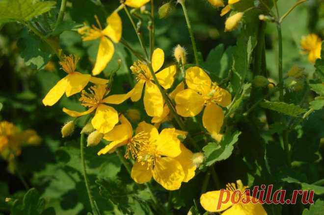 Чистотел: полезные свойства и применение / Будьте здоровы