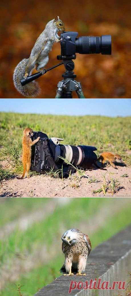 Животные тоже любят фотографироваться. 27 забавных фото / Мир вокруг нас