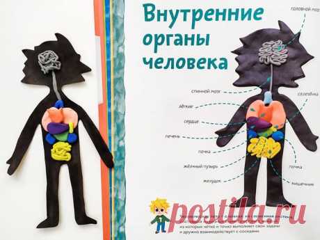 Пластилиновая анатомия. Изучаем строение человека с помощью лепки «Человеческое тело — сложная, но слаженная система, состоящая из разных тканей и органов, каждый из которых чётко и точно выполняет свои задачи и дружно взаимодействует с соседями», — рассказывает Чевостик. В книге к каждому пластилиновому элементу идет справочная информация. На развороте о строении человека понятным языком Чевостик объясняет, для чего служит тот или иной орган. Для лепки вам потребуется 9 цветов пластилина —…