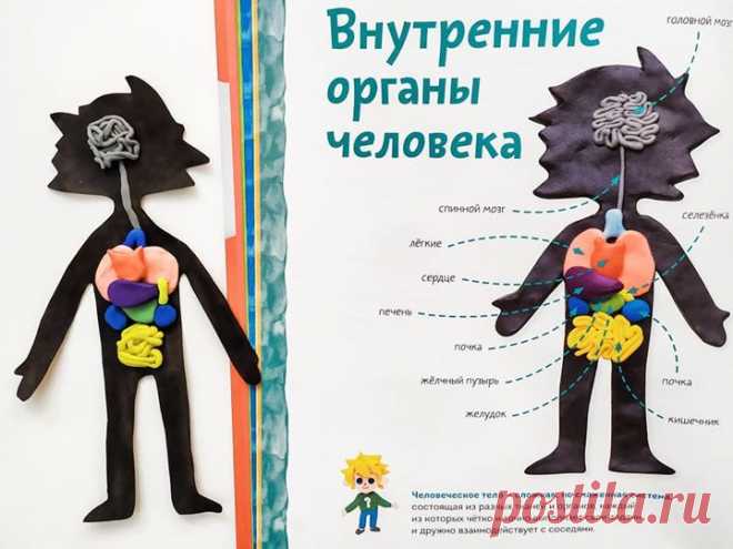 Пластилиновая анатомия. Изучаем строение человека с помощью лепки «Человеческое тело — сложная, но слаженная система, состоящая из разных тканей и органов, каждый из которых чётко и точно выполняет свои задачи и дружно взаимодействует с соседями», — рассказывает Чевостик. В книге к каждому пластилиновому элементу идет справочная информация. На развороте о строении человека понятным языком Чевостик объясняет, для чего служит тот или иной орган. Для лепки вам потребуется 9 цветов пластилина —…
