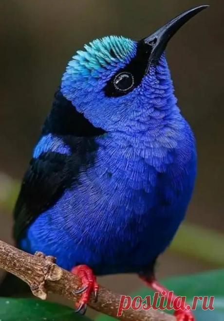 Лазурная Танагра-Медосос