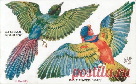 AFRICAN STARLING, BLUE NAPED LORY - TuckDB Postcards