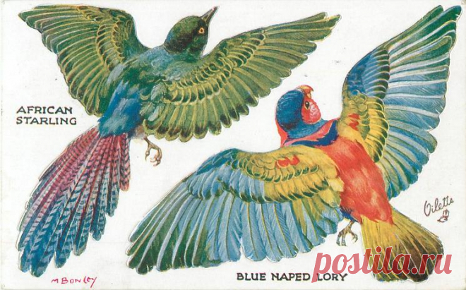AFRICAN STARLING, BLUE NAPED LORY - TuckDB Postcards