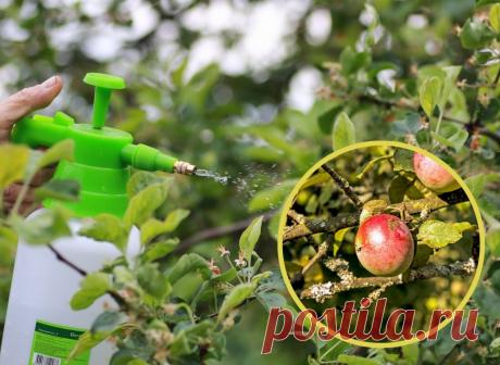 Опрыскивание плодовых деревьев в марте. Это гарантия вкусных и полезных фруктов | Вдали от города (огород + подсобное хозяйство) | Дзен