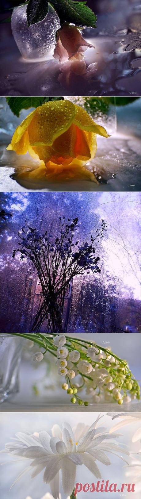 НЕЖНЕЕ НЕЖНОГО ... ФОТОГРАФ ТАТЬЯНА ОБРАЗ | Самоцветик