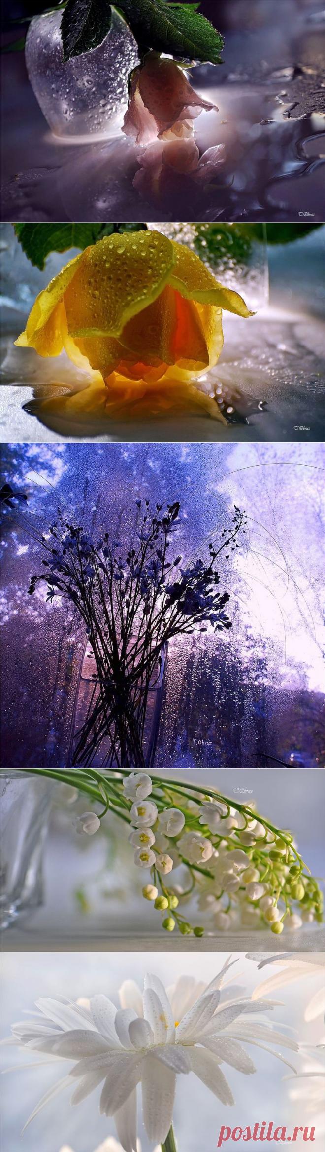 НЕЖНЕЕ НЕЖНОГО ... ФОТОГРАФ ТАТЬЯНА ОБРАЗ | Самоцветик