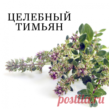 Как иногда вкусно заварить себе черного чая с чабрецом, особенно когда за окном пасмурно и дуют холодные ветра.

 🤓А знаете ли вы что чабрец (он же Тимьян) с древности почитался как божественная трава, способная возвращать человеку не только здоровье, но и жизнь.
  В этом растении собрана практически вся таблица Менделеева: железо, цинк, медь, марганец, йод, каротин, тимол, витамины. 
️Эфирные масла, входящие в состав Тимьяна обеспечивают антисептическое, бактерицидное де...
