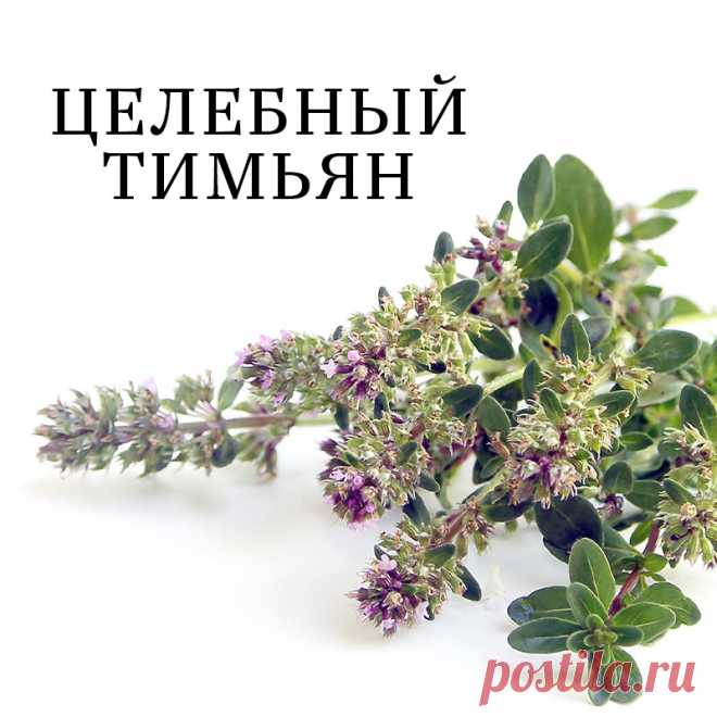 Как иногда вкусно заварить себе черного чая с чабрецом, особенно когда за окном пасмурно и дуют холодные ветра.

 🤓А знаете ли вы что чабрец (он же Тимьян) с древности почитался как божественная трава, способная возвращать человеку не только здоровье, но и жизнь.
  В этом растении собрана практически вся таблица Менделеева: железо, цинк, медь, марганец, йод, каротин, тимол, витамины. 
️Эфирные масла, входящие в состав Тимьяна обеспечивают антисептическое, бактерицидное де...