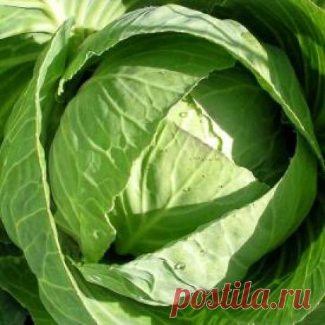 Крестоцветная блошка — FloweryVale.ru
