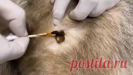 Как быстро и легко извлечь клеща при помощи йода. Способ подходит как для людей, так и для всех животных.