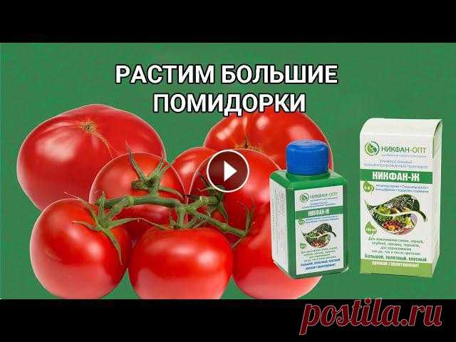 Удобрение для томатов помидор Растим большие Помидорки ????????????для своей семьи.Полезный и вкусный урожай с профессиональным биоудобрением НИКФАН-Ж.⠀1. Для хорошей всхожести сем...