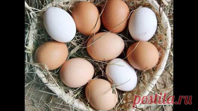 Дрожжи!! Как повысить яйценоскость кур зимой, осенью, весной!!! Простой способ!!!