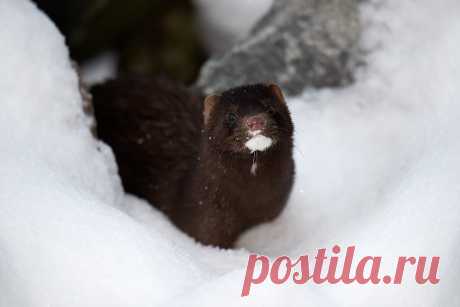 Mustelidae ☼ норки выдры хорьки | ВКонтакте