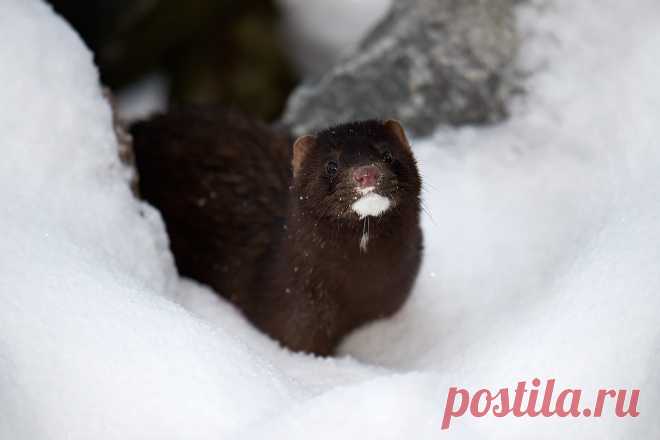 Mustelidae ☼ норки выдры хорьки | ВКонтакте