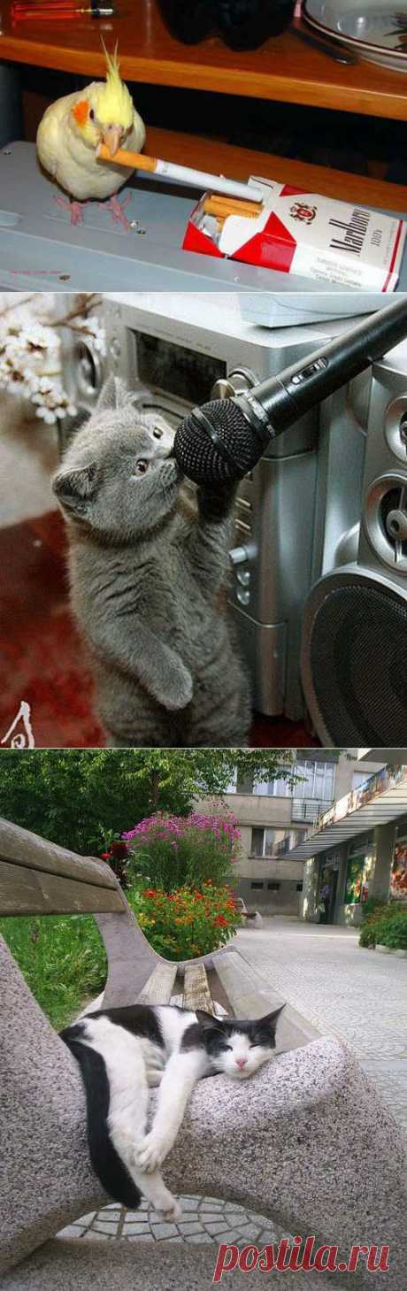 Позитив вместе с животными:).